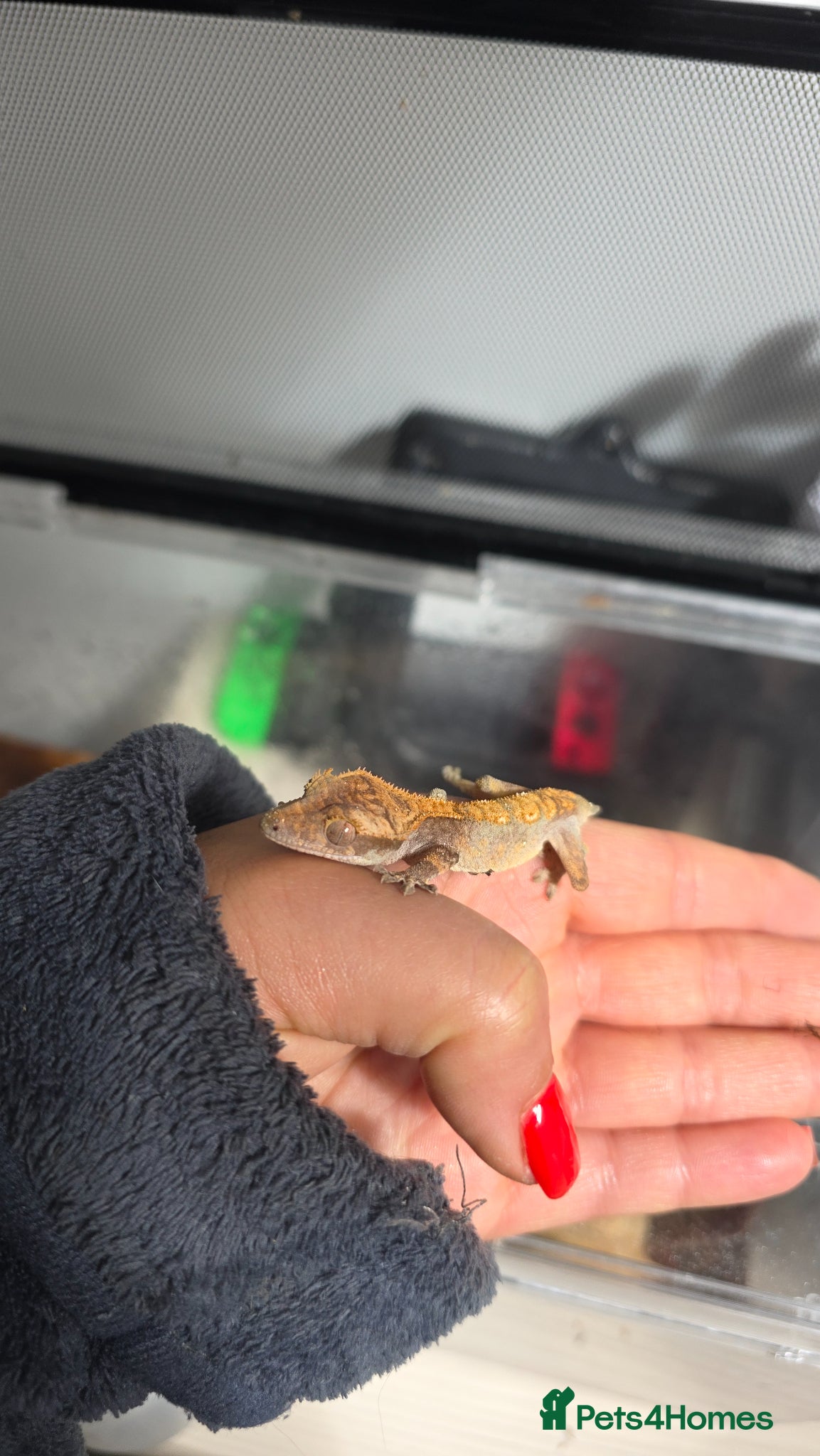 Gecko reptiles FREE Crested gecko for loving home  - Advert 4