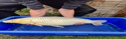 Koi Carp fish for sale: Pond closure - Advert 33