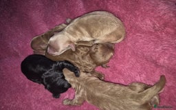 Cockapoo dogs for sale: F1 Cockapoo - Image 3