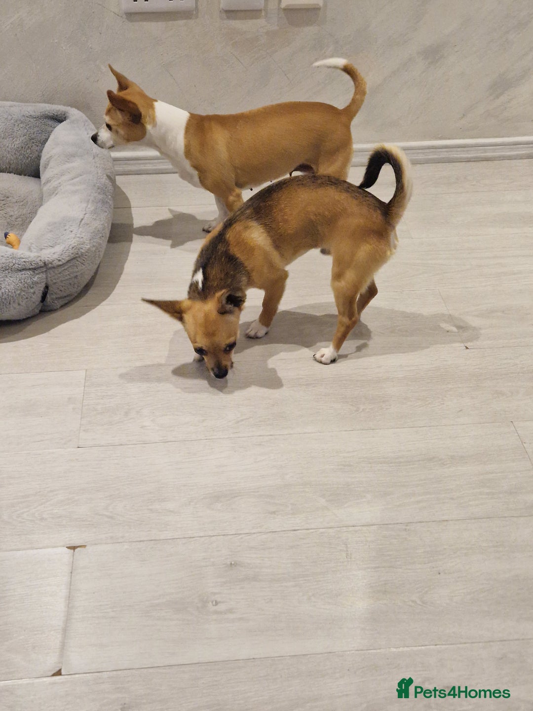 Chihuahua dogs for sale: Chihuahua puppies  - Advert 5