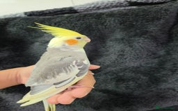 Cockatiels birds for sale: Silly hand tamed baby cockatiels for sale  - Image 8