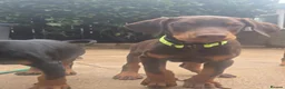 Dobermann dogs for sale: Working / showline doberman pups  - Advert 4