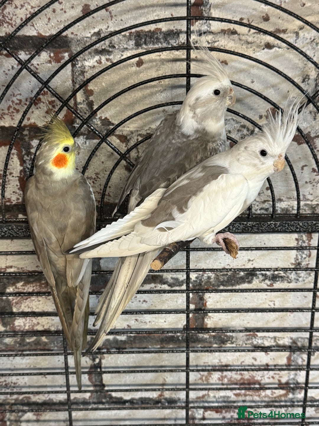 Cockatiels birds for sale: Cockatiels - whitefaced/cinnamon  - Advert 6
