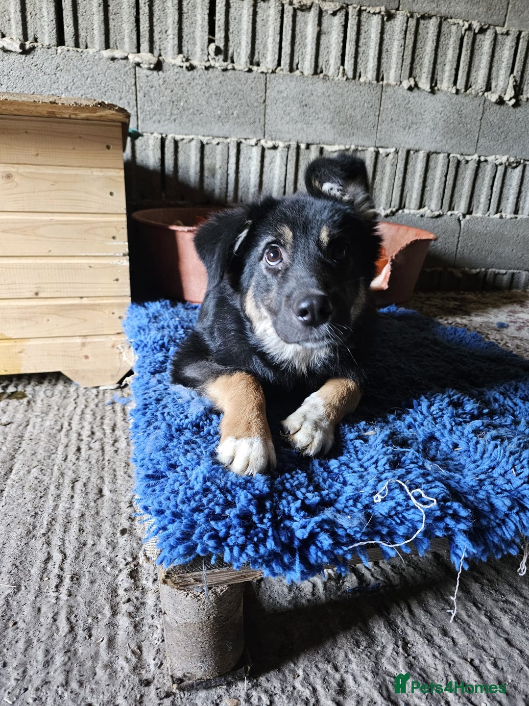 Mixed Breed dogs for adoption: A poor, gentle 3 legged boy needs a Loving Home - Image 17