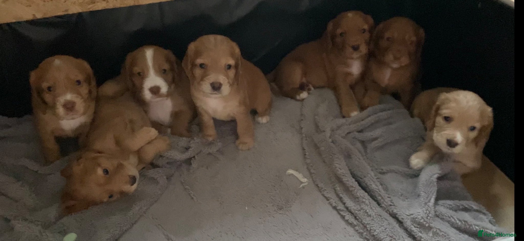 Cocker Spaniel dogs KC Registered Working Cocker Spaniel Pups - Advert 1