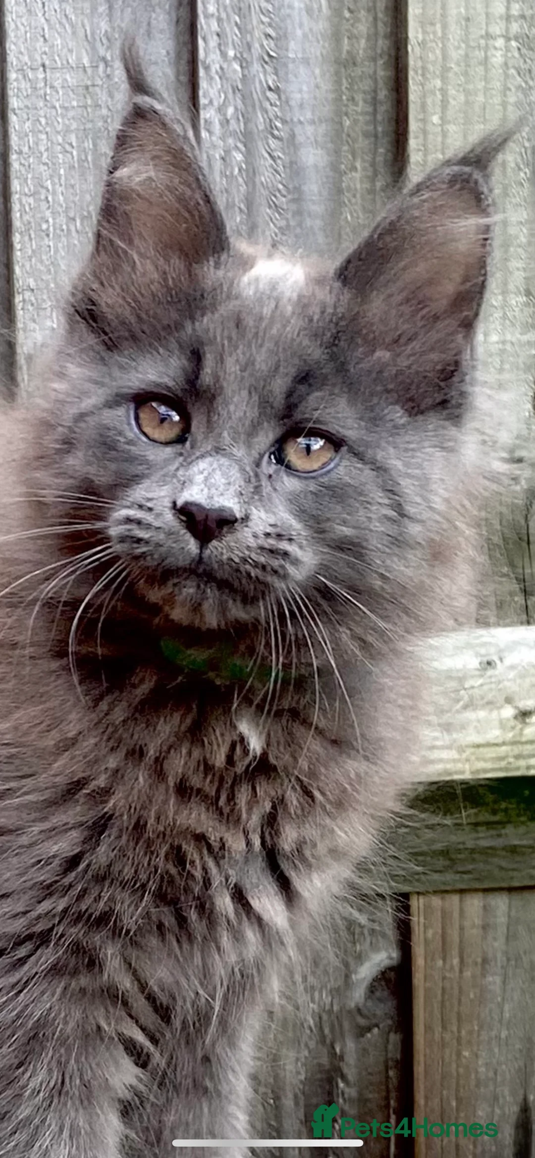 Maine Coon cats for stud: Blue Solid Maine Coon for Stud in London - Advert 21