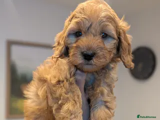 Mini Goldendoodle dogs 1 GIRL LEFT! -Miniature F1BB Goldendoodle puppies - Advert 14