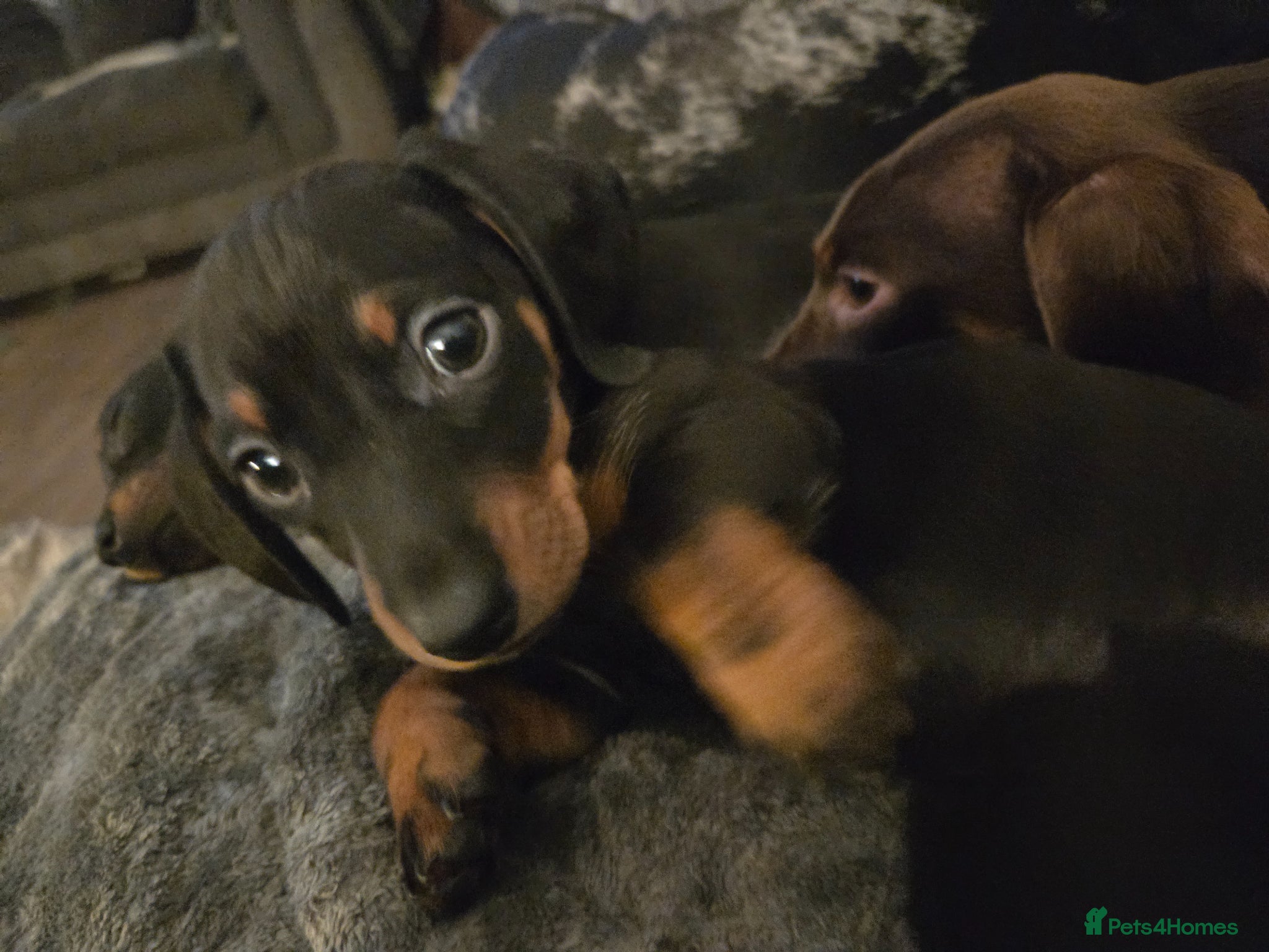Miniature Dachshund dogs **1 girl left** Miniature Dachshunds - Advert 2