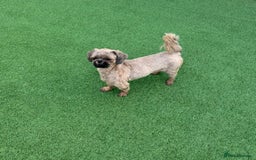 Shih Tzu dogs for sale: Standard size shihtzu pups  - Image 16