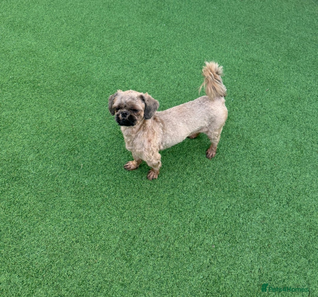 Shih Tzu dogs for sale: Standard size shihtzu pups  - Image 16