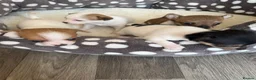 Chihuahua dogs for sale: 4 weeks  - Advert 9