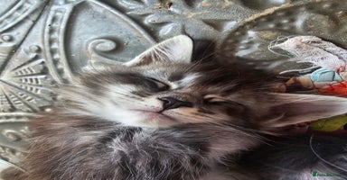 Maine Coon cats - Advert 14