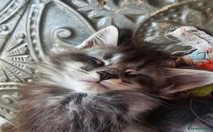 Maine Coon cats - Advert 3