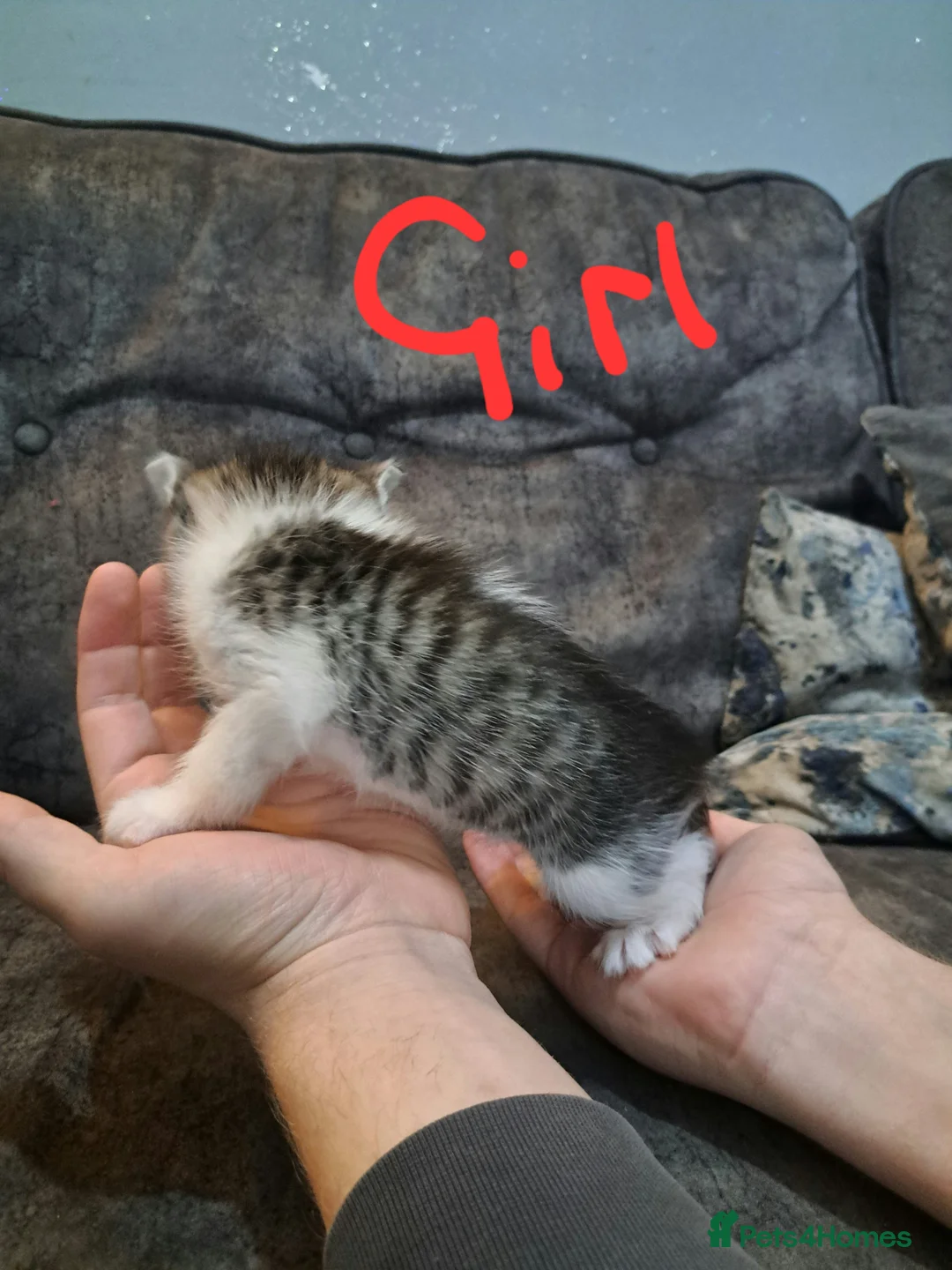 Ragdoll cats for sale: Stunning ragdoll cross tabby kittens  - Advert 3