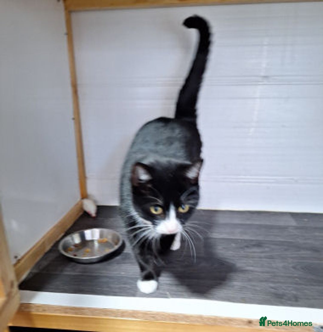 Mixed Breed cats for adoption: MINNIE - Advert 3