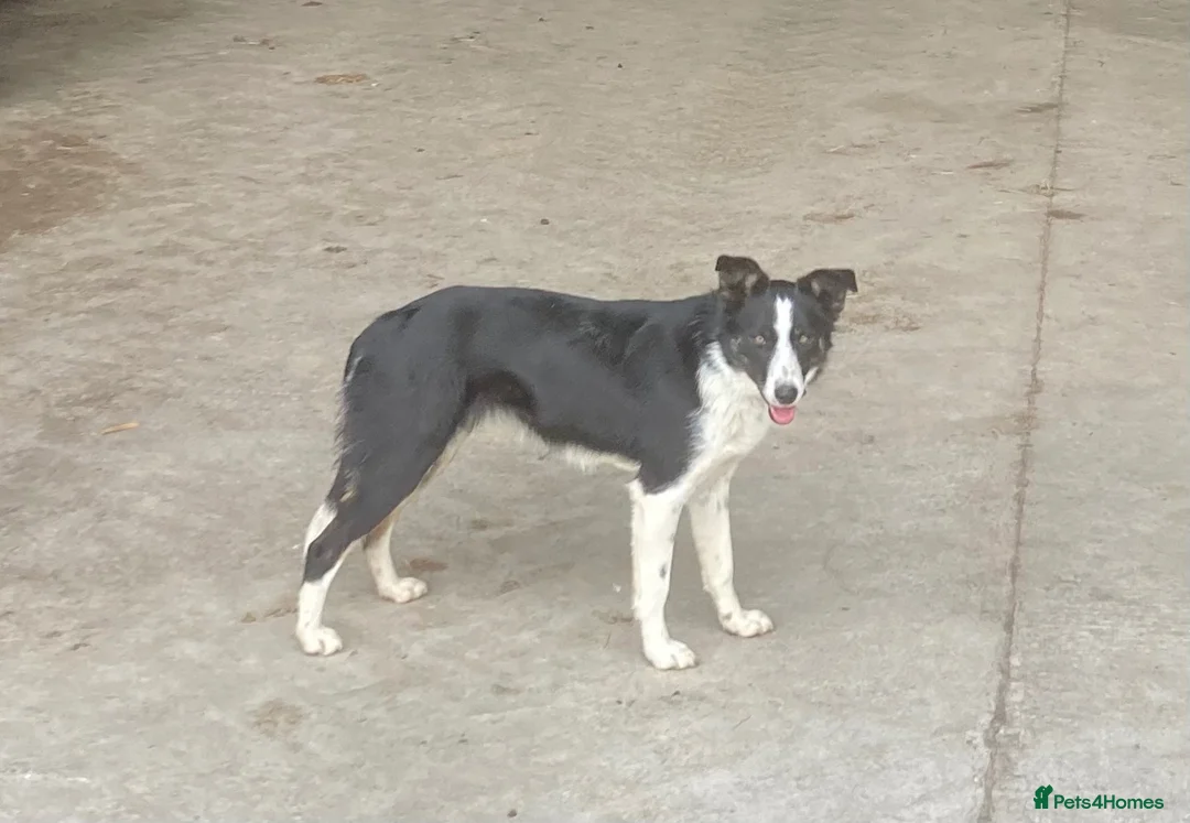 Border Collie dogs for sale: 8 month old Border Collie Male - Advert 15