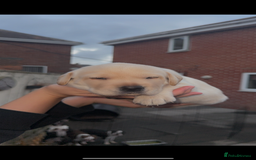 Labrador Retriever dogs for sale: 1 yellow GIRL LEFT KC reg LABRADOR PUPS - Image 11