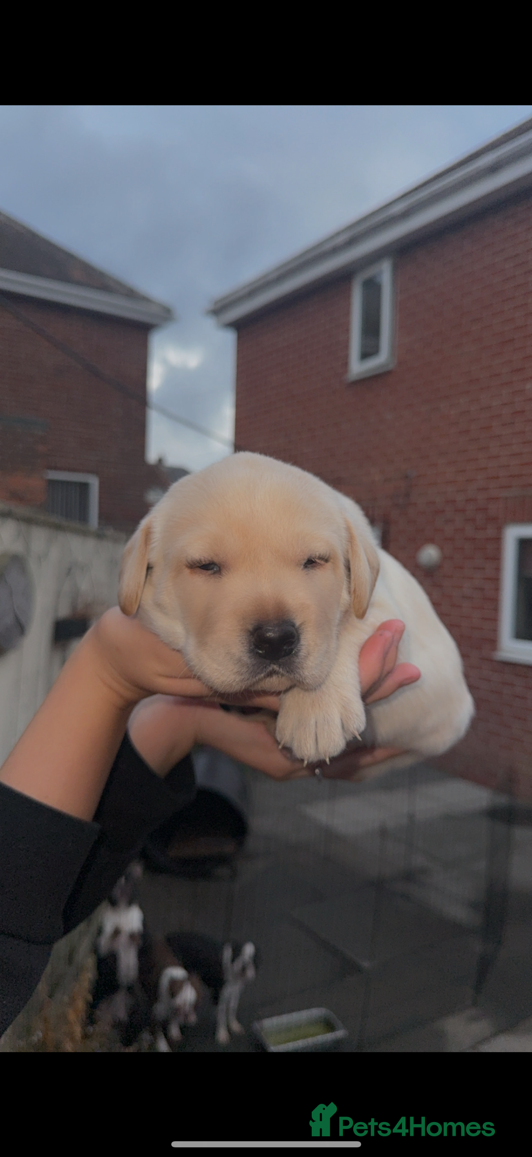 Labrador Retriever dogs for sale: 1 yellow GIRL LEFT KC reg LABRADOR PUPS - Image 11