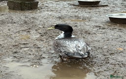 Ducks poultry for sale: Two lovely Call Duck Drakes  - Advert 2