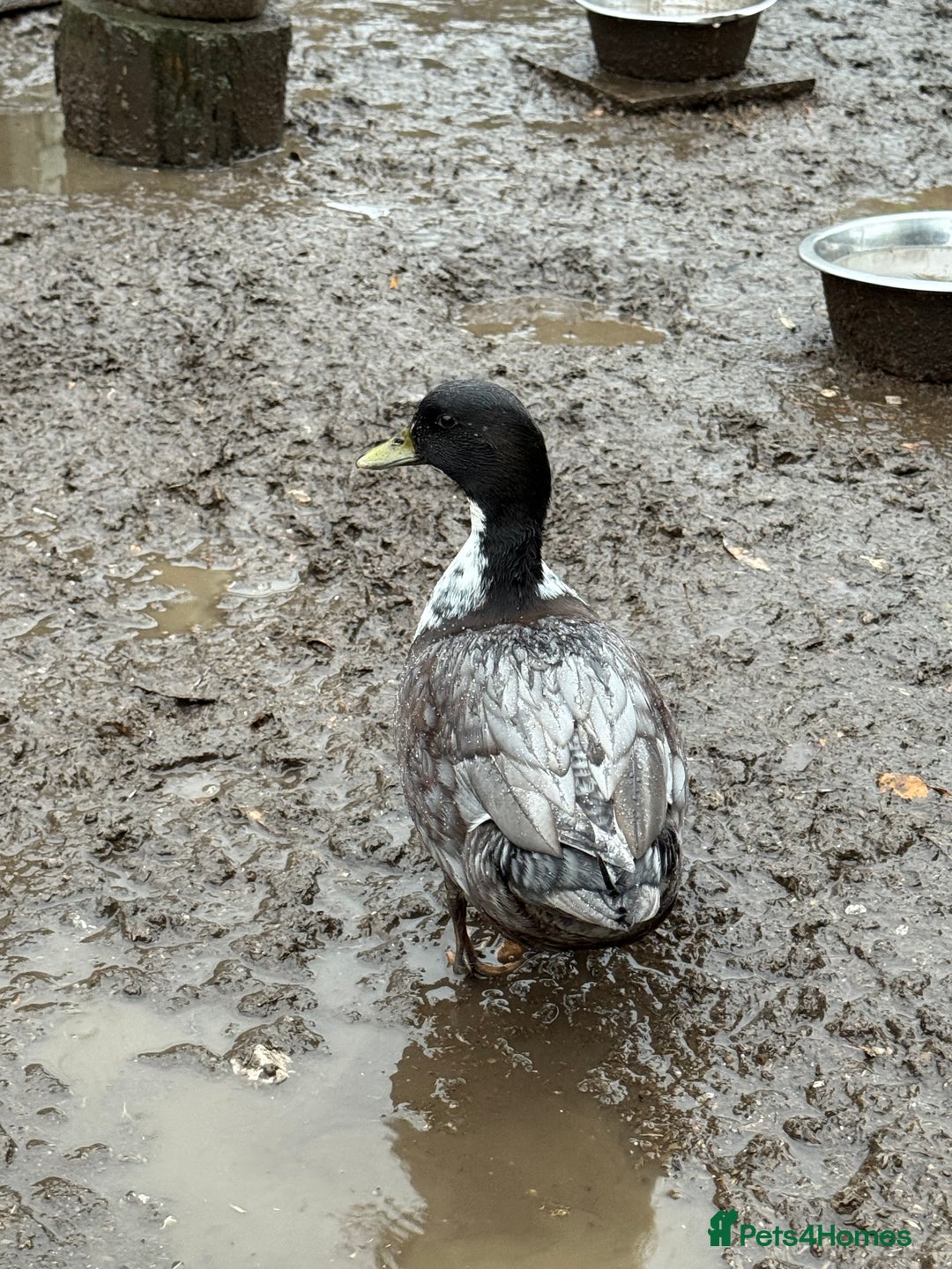 Ducks poultry for sale: Two lovely Call Duck Drakes  - Advert 2