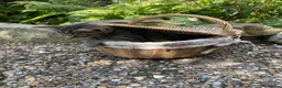 Maine Coon cats for sale: Beautiful Maine Coon X kittens  CUTIES!  - Advert 9