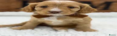 Cavapoo 3