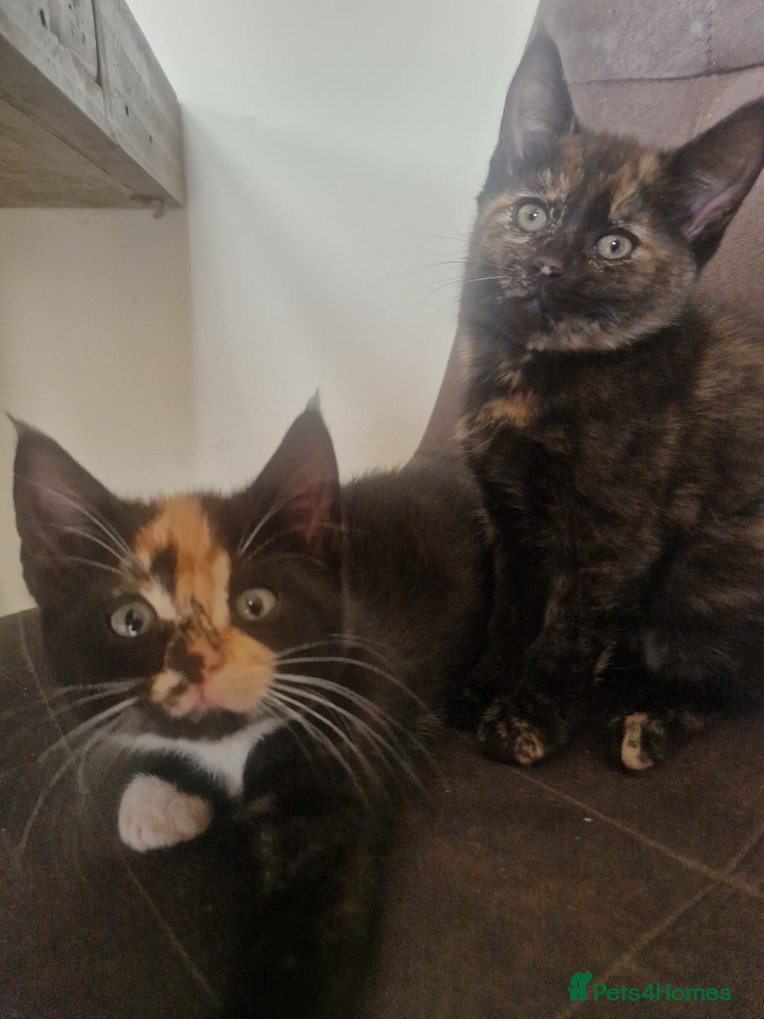 Mixed Breed cats for sale: Beautiful kittens  - Image 3