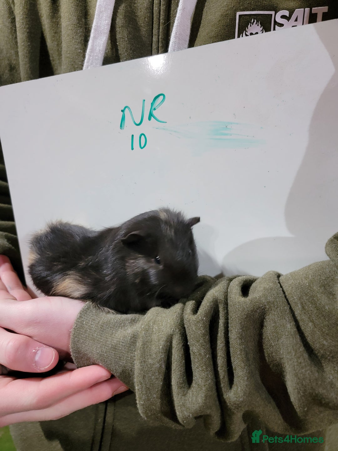 Guinea Pig rodents for sale: Male guinea pigs - Advert 10