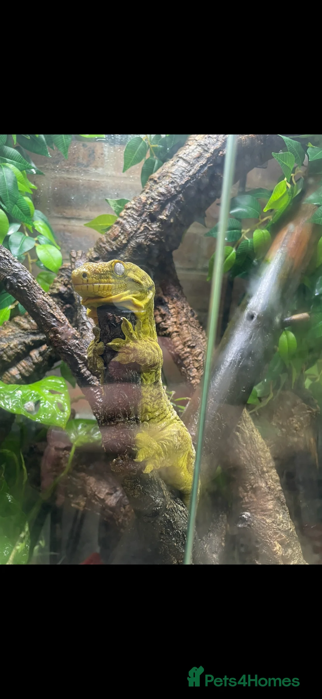 Gecko reptiles for sale: Pair of Leachianus Geckos - Advert 1