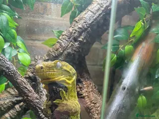 Gecko reptiles for sale: Pair of Leachianus Geckos - Advert 1