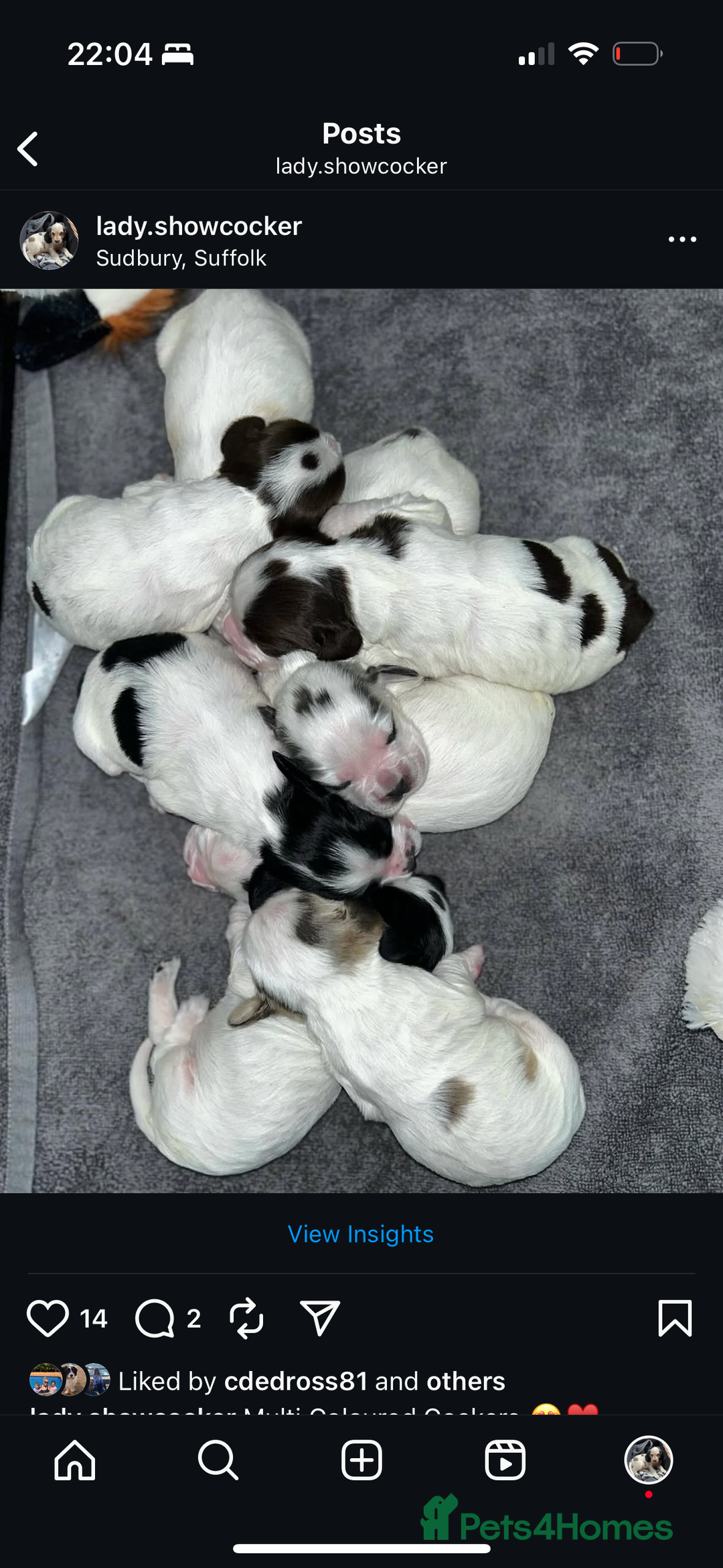 Cocker Spaniel dogs for sale: Our Lovely Lady  - Image 2