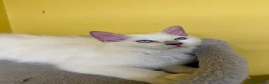 Rosie