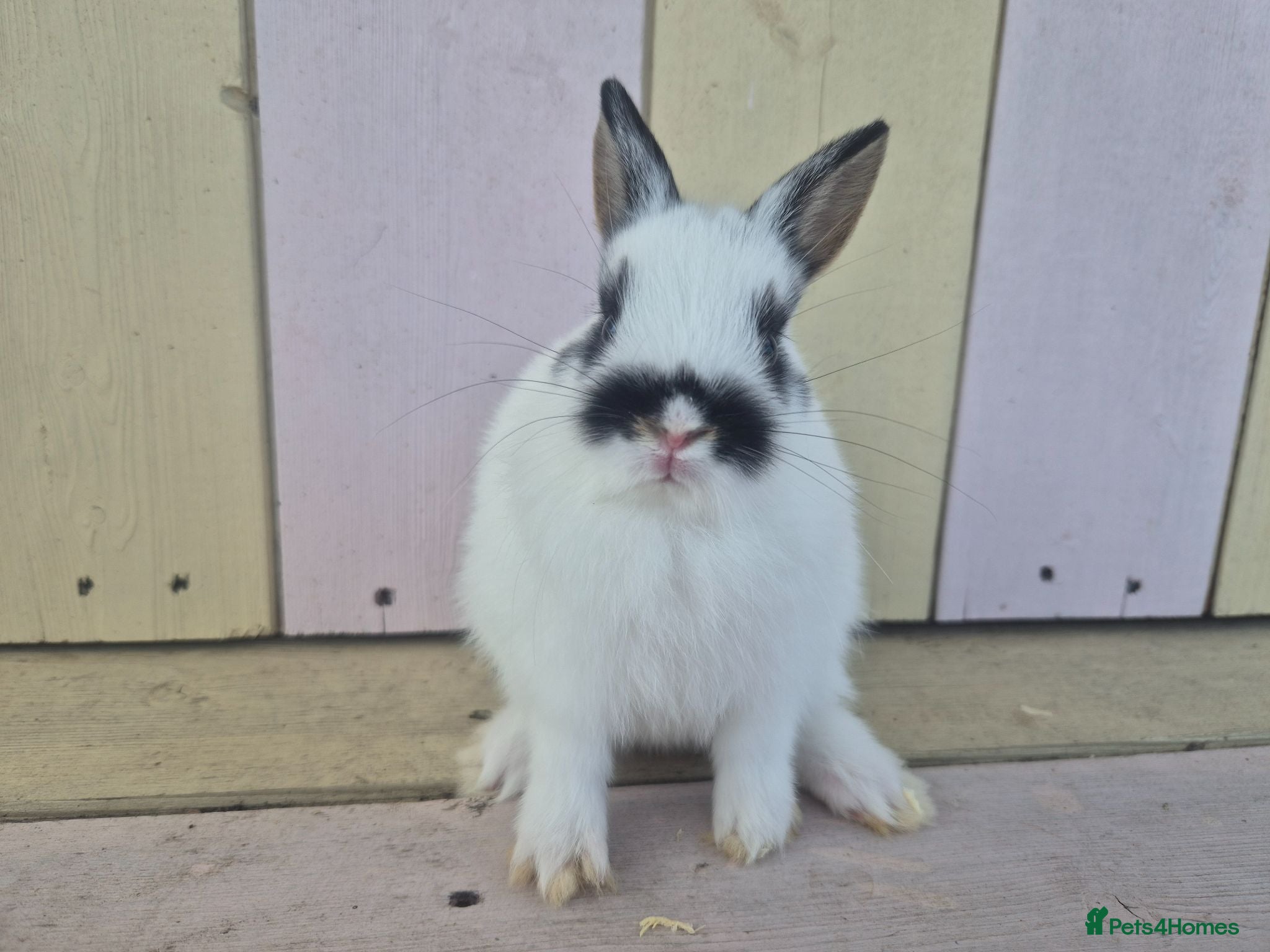 Netherland Dwarf rabbits 💜 PRETTIEST COLOURED NETHERLAND DWARF BABIES 💜 - Advert 1