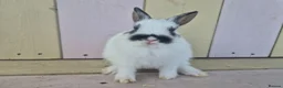 Netherland Dwarf rabbits for sale: 💜 PRETTIEST COLOURED NETHERLAND DWARF BABIES 💜 - Advert 1