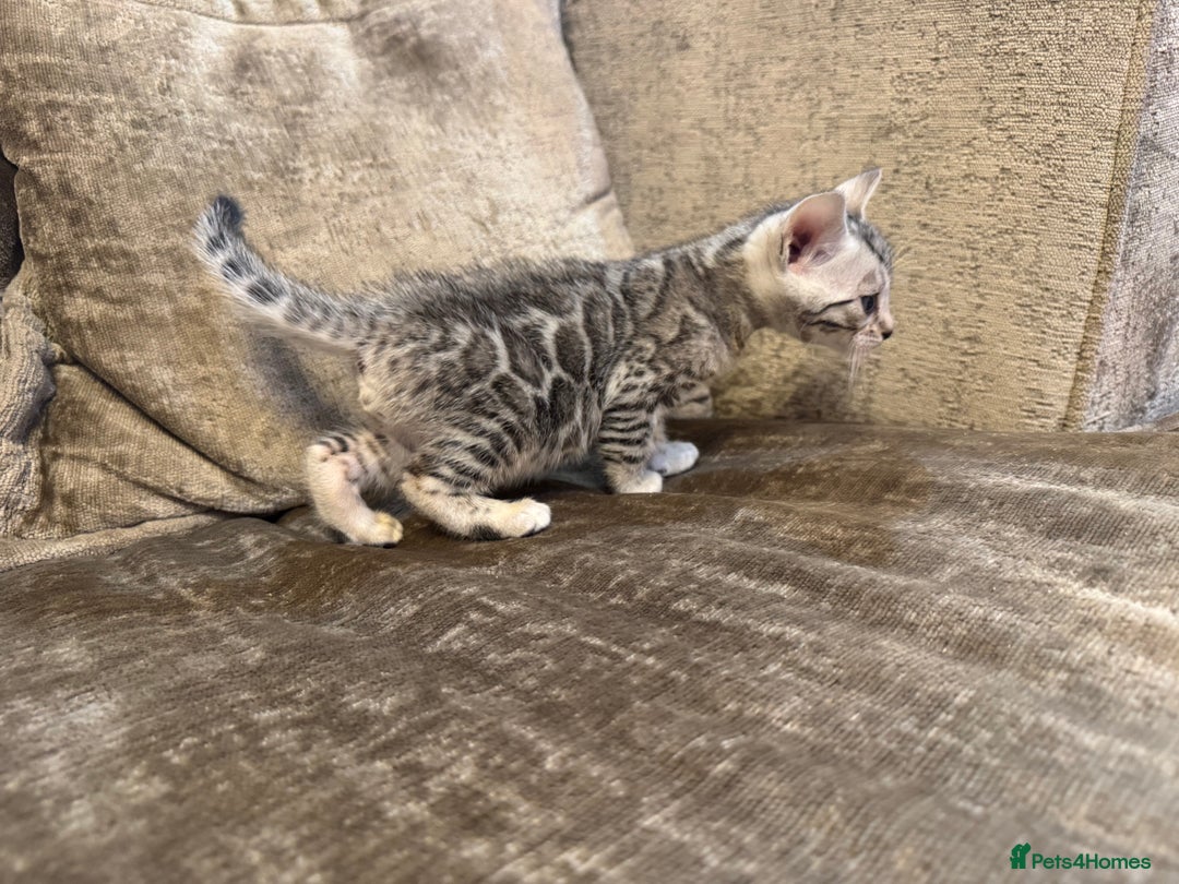 Bengal cats for sale: Exceptional TICA Registered Bengals- Champion Line - Advert 15