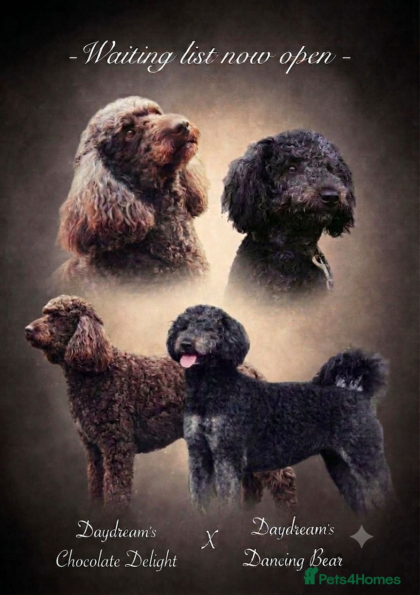Labradoodle dogs Exceptional F7 Australian Double Doodle Puppies - Advert 1