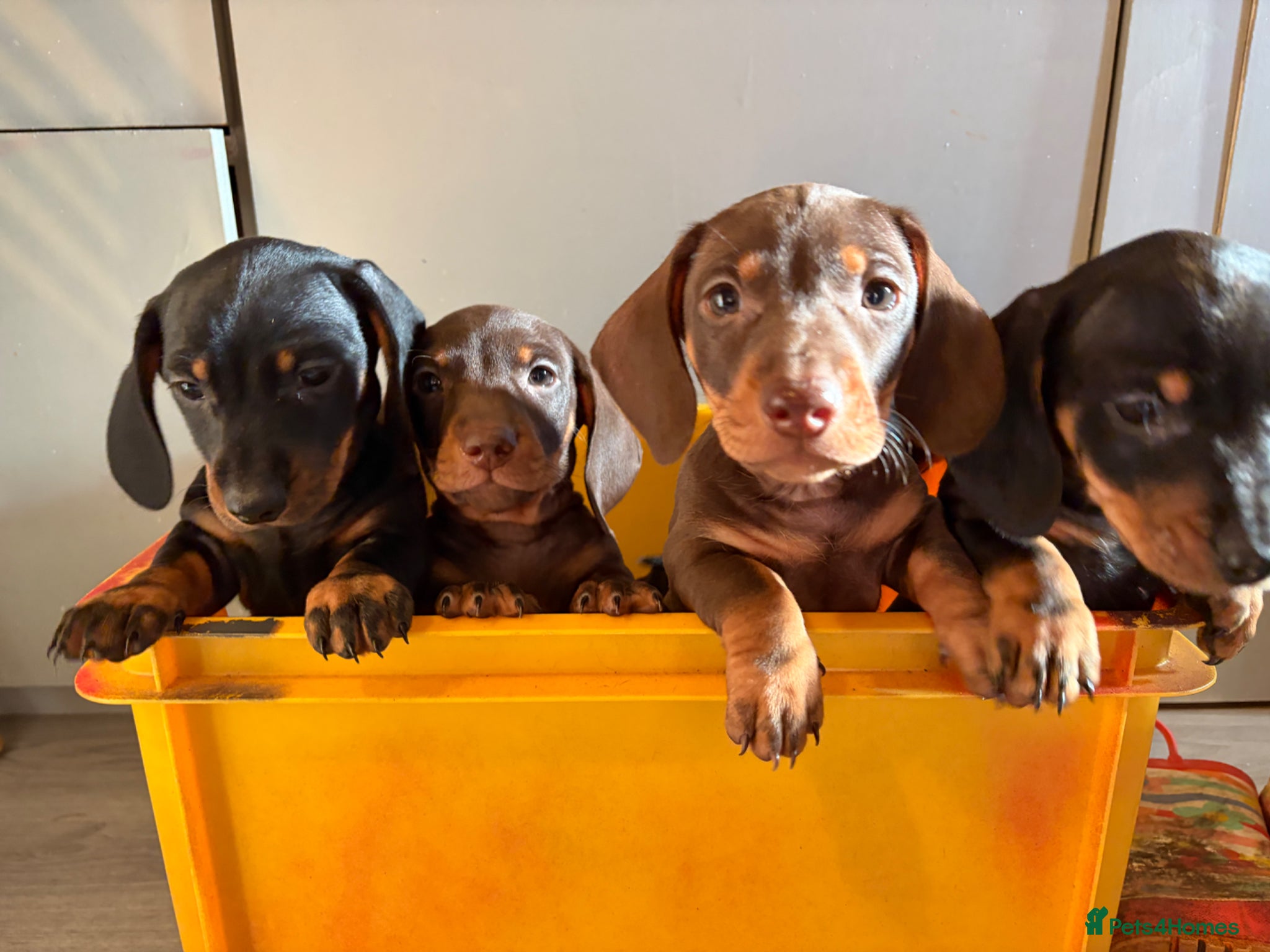 Miniature Dachshund dogs Miniature sausages - Advert 23