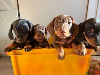 Miniature Dachshund dogs Miniature sausages - Advert 23