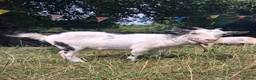 Goats livestock for sale: Two Friendly Female Pygmy Goats in Wimborne - Advert 4