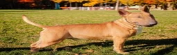 Bull Terrier dogs for stud: Proven Bull terrier stud x 2 - Advert 2