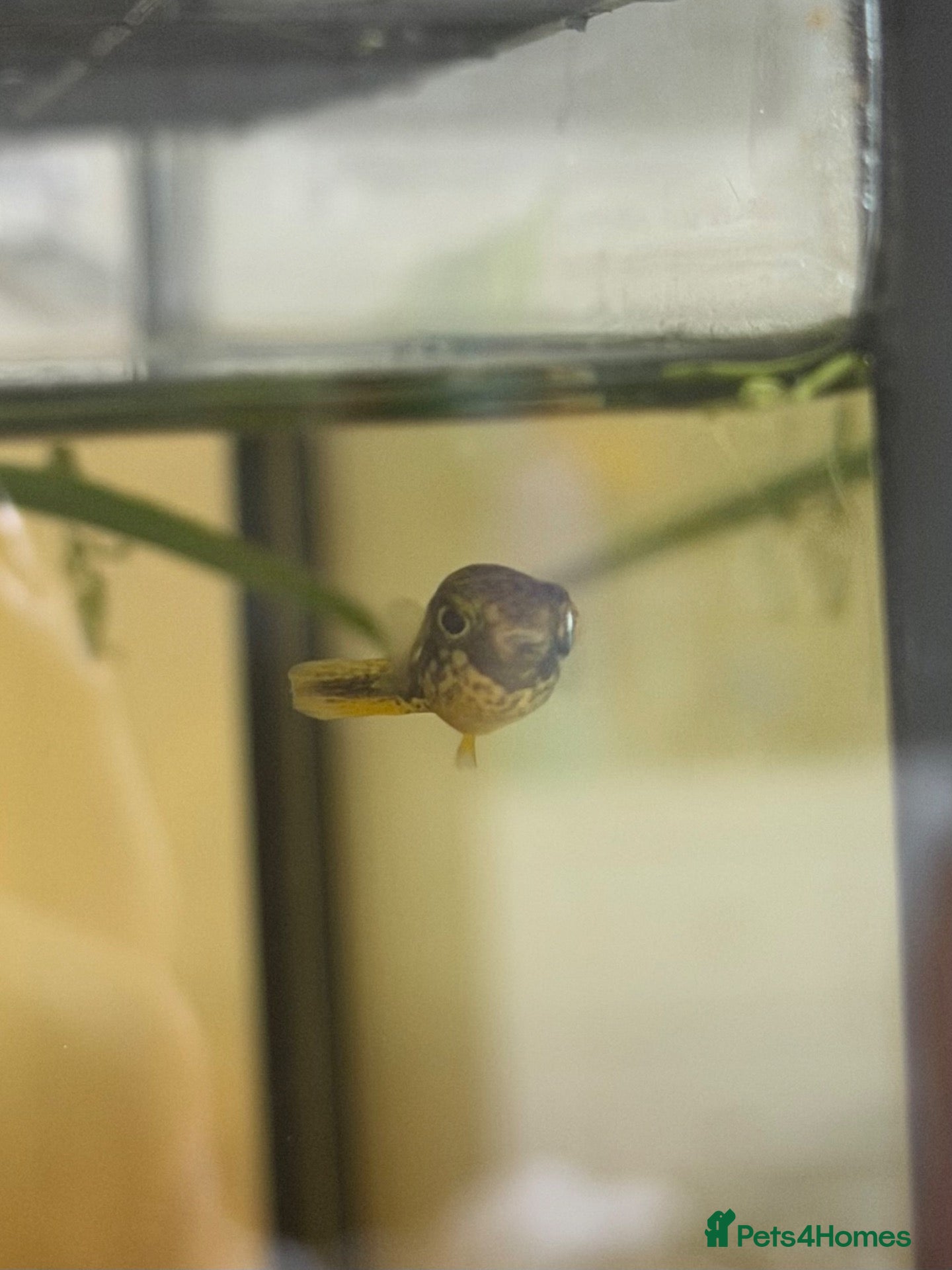 Pufferfish fish 9 x Pea Puffers and tank for Rehoming - Advert 12