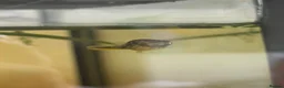 Pufferfish fish for sale: 9 x Pea Puffers and tank for Rehoming - Advert 1