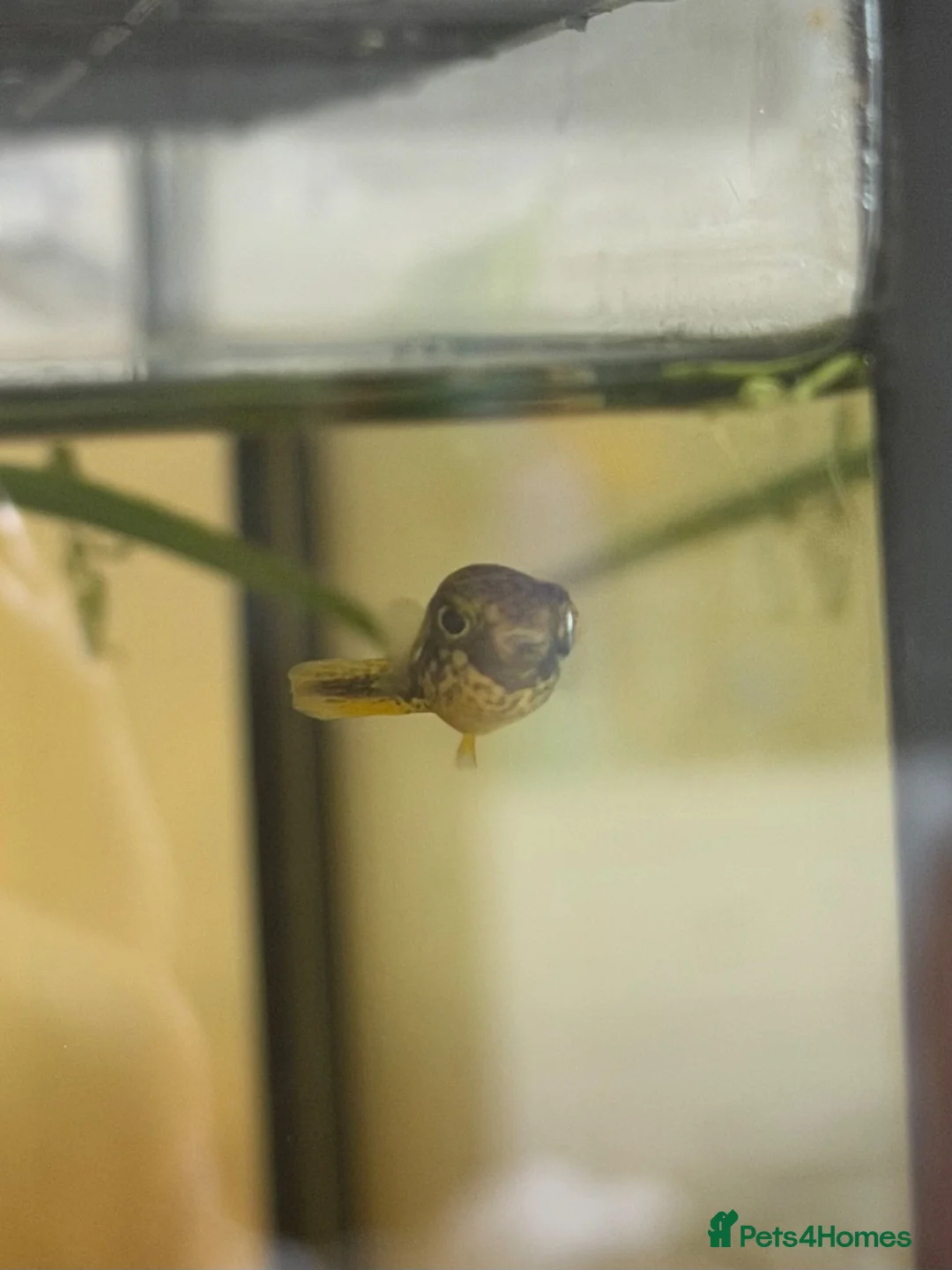 Pufferfish fish for sale: 9 x Pea Puffers and tank for Rehoming - Advert 1