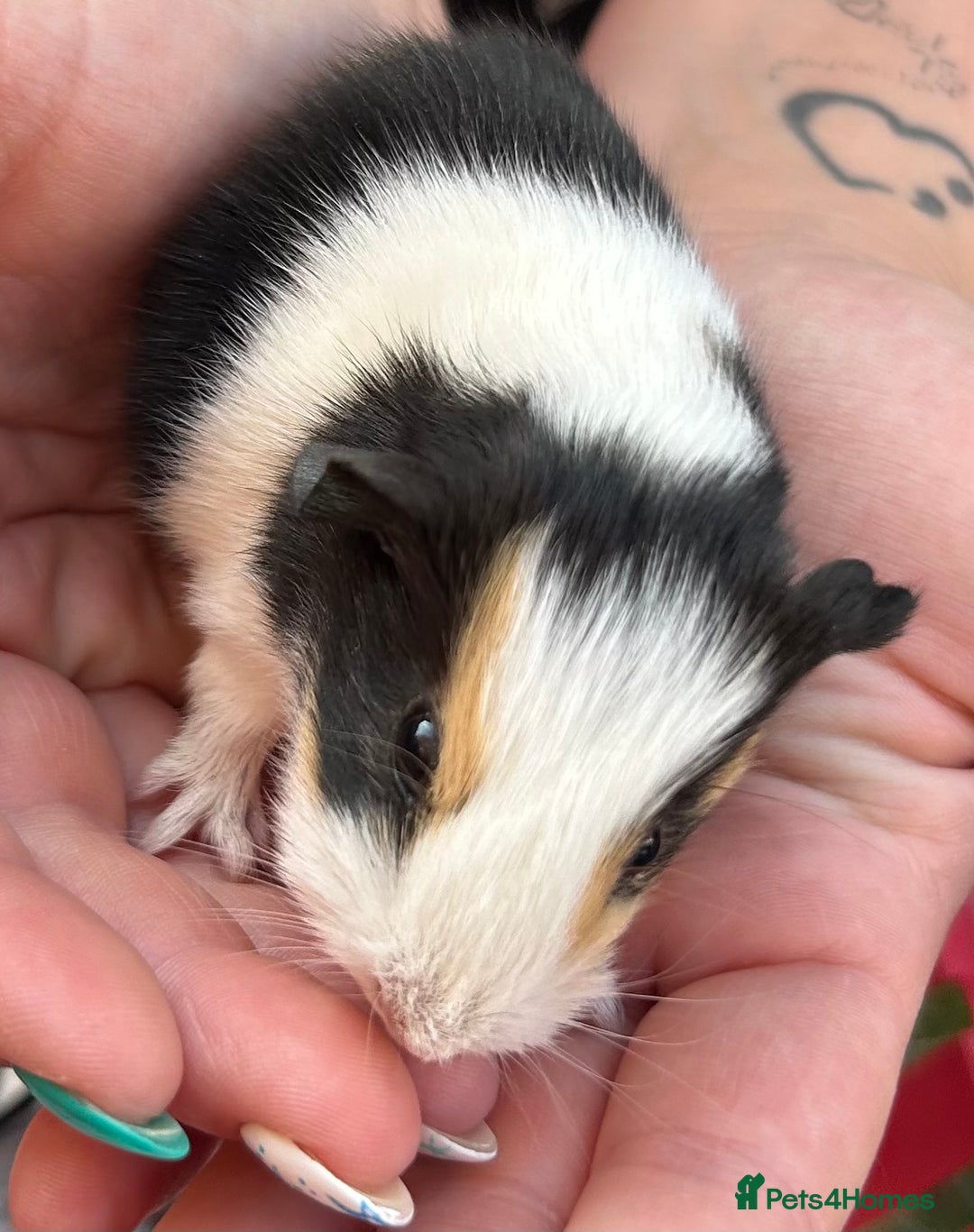 Guinea Pig rodents for sale: Guinea Pigs in Saxmundham - Image 9