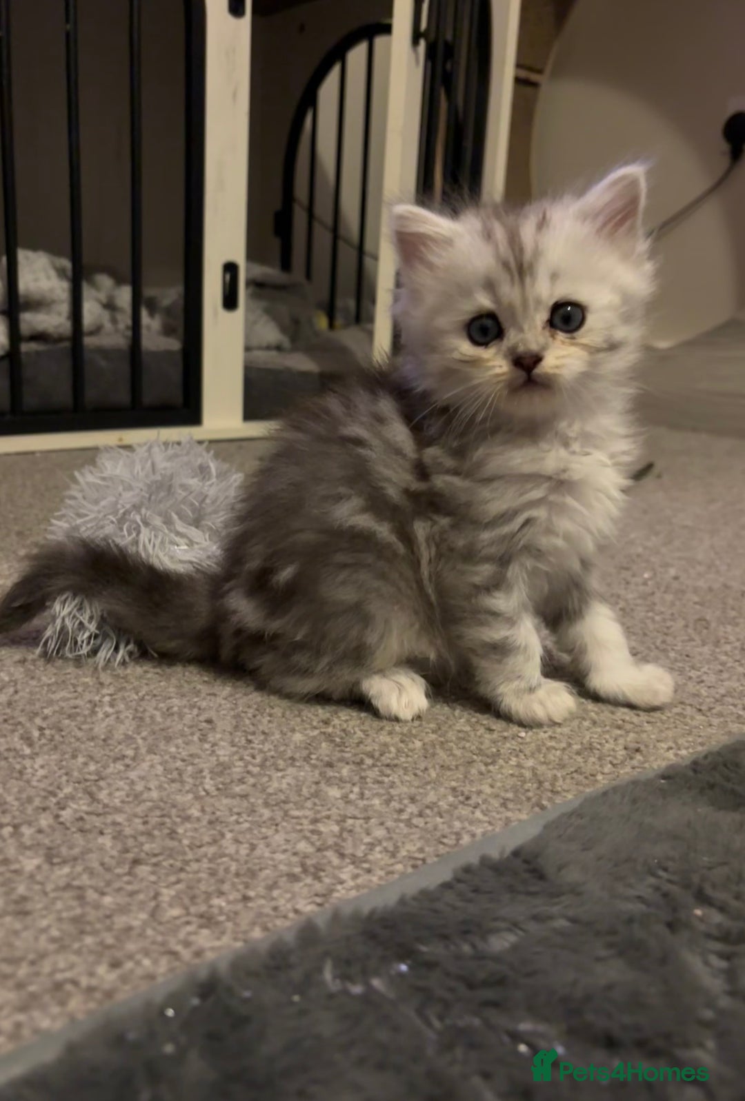 Maine Coon cats for sale: Persian X Maine coon 1 GIRL AVAILABLE  - Advert 3