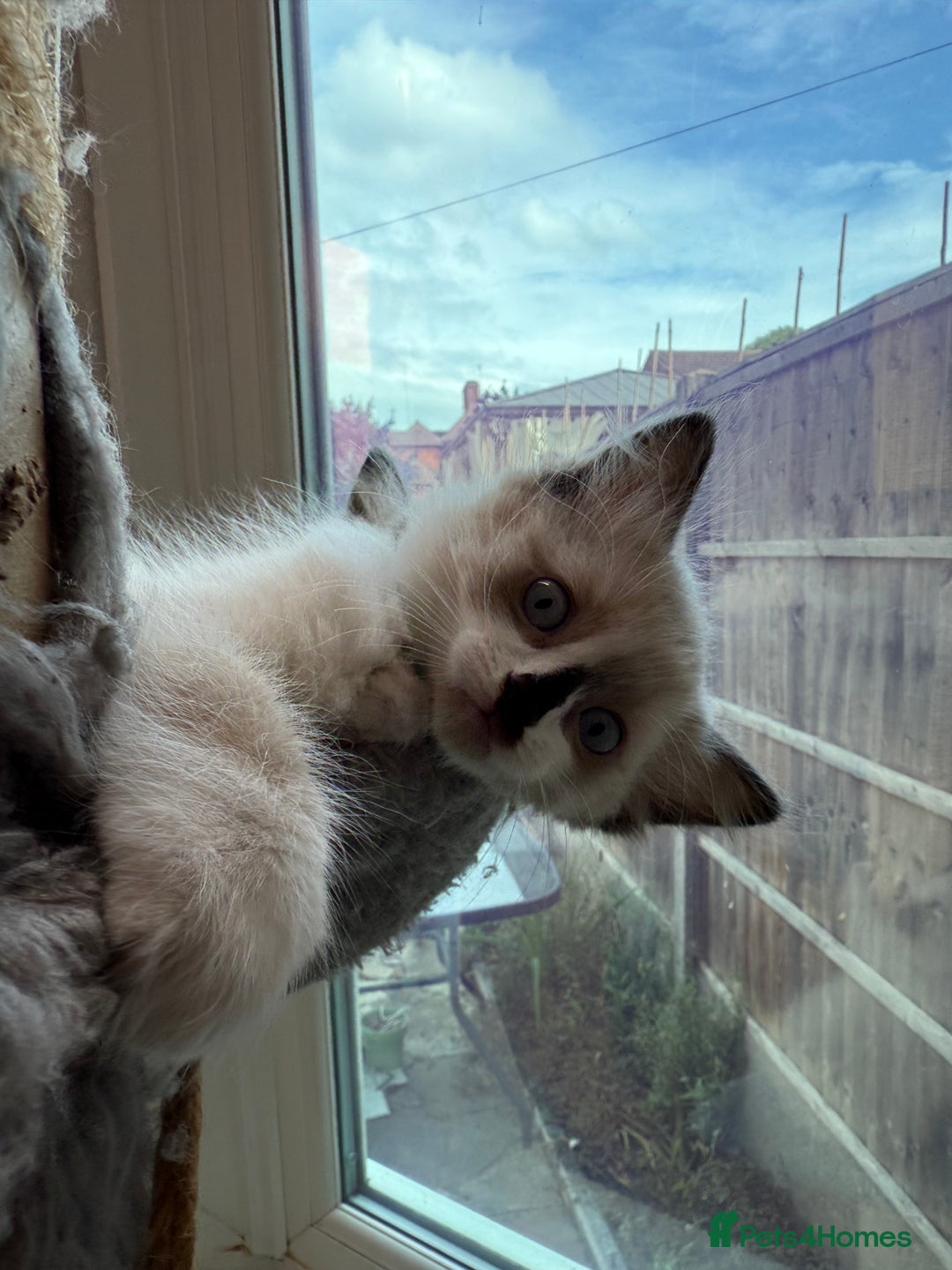 Ragdoll cats for sale: Ragdoll kittens for sale  - Image 2
