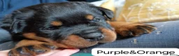 Rottweiler dogs for sale: Lovely Chunky Rottweiler Puppies in Eyemouth - Advert 19
