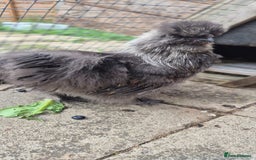 Chickens poultry for sale: Silkie cockerel for sale - Image 1