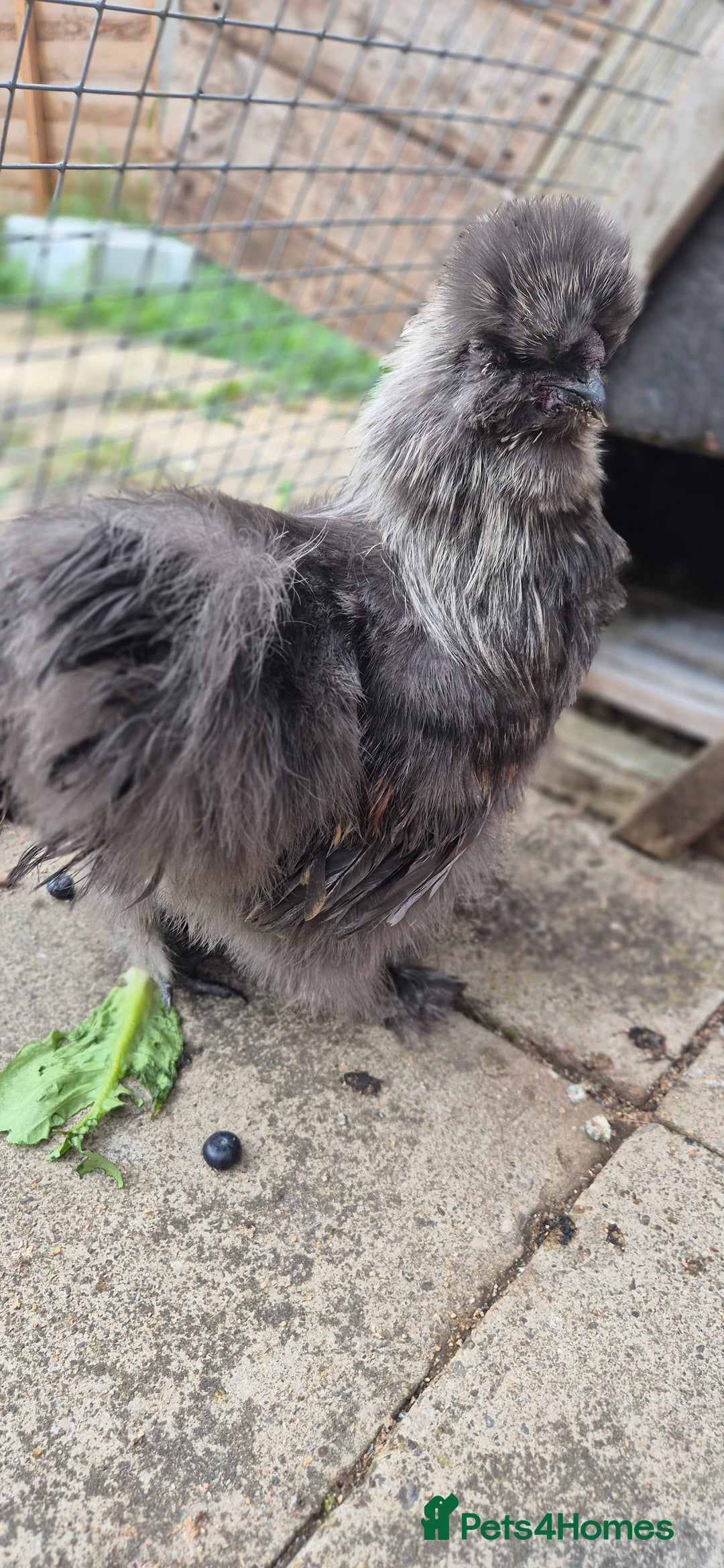 Chickens poultry for sale: Silkie cockerel for sale - Image 1