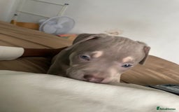American Bully dogs for sale: Beautiful American bully puppies for sale - Image 10